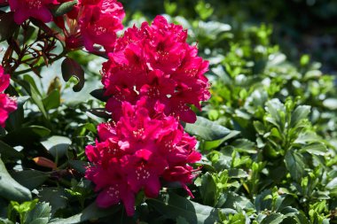 Bahçede pembe Rhododendron Azalea Japonya çiçekleri. California Rosebay Evergreen Çalıları