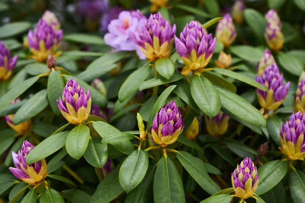 Rhododendron Catawbiense Grandiflorum Roxo Flores Botões Perto Chamado Montanha Rosebay — Fotografia de Stock