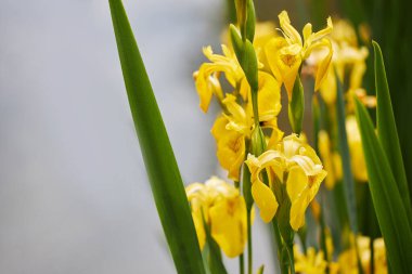 Sarı bayrak, sarı iris veya su bayrağı (Iris pseudacorus) kapatın. Çiçekler baharda açıyor.