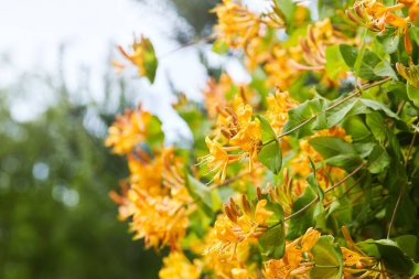 Çiçekli sarı hanımeli çalısı. Çiçekli sarı hanımeli (Woodbine). Lonicera japonica, Japon hanımeli ve altın ve gümüş hanımeli olarak bilinir.