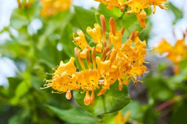 Çiçekli sarı hanımeli çalısı. Çiçekli sarı hanımeli (Woodbine). Lonicera japonica, Japon hanımeli ve altın ve gümüş hanımeli olarak bilinir.