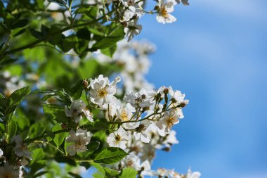 (Rosa filipes 'Kiftsgate') Bahçede yetişen Ak Gül Çiçekleri. 