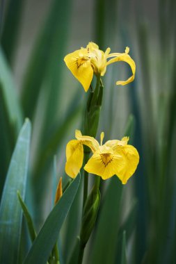 Sarı bayrak, sarı iris veya su bayrağı (Iris pseudacorus) kapatın. Çiçekler baharda açıyor.