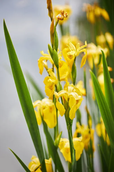 Close up of yellow flag, yellow iris or water flag (Iris pseudacorus). The flowers are blooming in spring