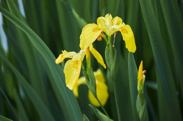 Close up of yellow flag, yellow iris or water flag (Iris pseudacorus). The flowers are blooming in spring