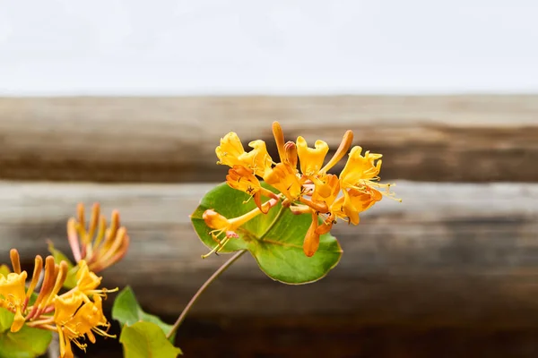 Florescendo Amarelo Madressilva Bush Florescimento Amarelo Madressilva Woodbine Lonicera Japonica — Fotografia de Stock
