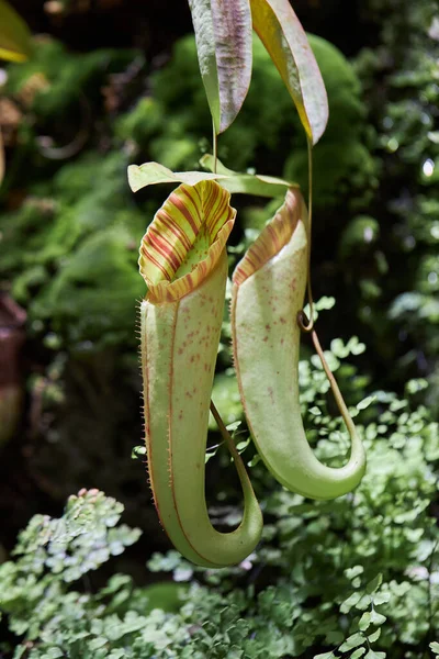Bolsa Semar Nepenthes Una Planta Insectívora También Llamada Planta Carnívora Imagen de archivo