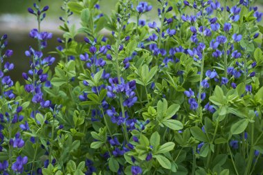 Baptisia australis, bahçede yetişen mavi çivit mavisi ya da mavi çivit mavisi olarak bilinir. Fabaceae (baklagiller) familyasından bir çiçek bitkisidir.).