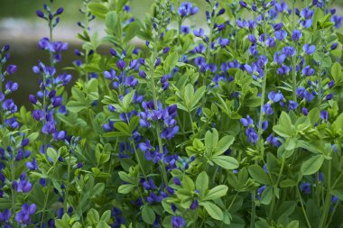 Baptisia australis, commonly known as blue wild indigo or blue false indigo growing in the garden. It is a flowering plant in the family Fabaceae (legumes). clipart