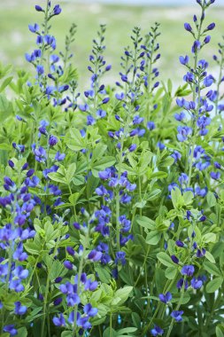 Baptisia australis, commonly known as blue wild indigo or blue false indigo growing in the garden. It is a flowering plant in the family Fabaceae (legumes). clipart