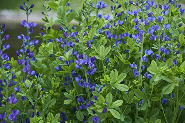 Baptisia Australis Vulgarmente Conhecido Como Azul Selvagem Índigo Azul Falso — Fotografia de Stock