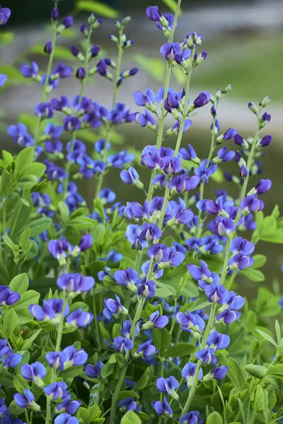 Baptisia australis, commonly known as blue wild indigo or blue false indigo growing in the garden. It is a flowering plant in the family Fabaceae (legumes).