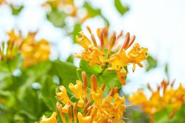 Çiçekli sarı hanımeli çalısı. Çiçekli sarı hanımeli (Woodbine). Lonicera japonica, Japon hanımeli ve altın ve gümüş hanımeli olarak bilinir.