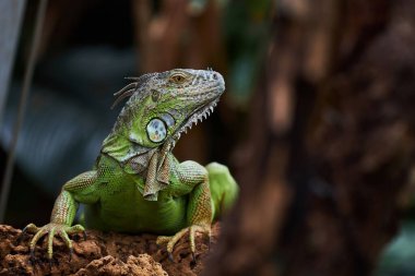 Yeşil iguana, iguana ailesinde bir kertenkele sürüngendir. Bir ağaç dalında duruyor.