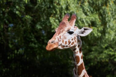 Zürafanın dar görünüşlü portresi. (Züraffa camelopardalis).  