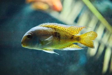 Nickie veya papağan Çiklit da bilinen Moga (Hypsophrys nicaraguensis),.