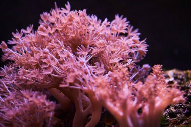 Kırmızı Goniopora, resif akvaryum tankındaki çiçek saksısı LPS mercanı.