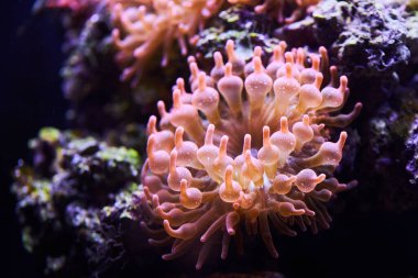 Yeşil kabarcık-ipucu anemon (Entacmaea quadricolor). Vahşi hayvan. 