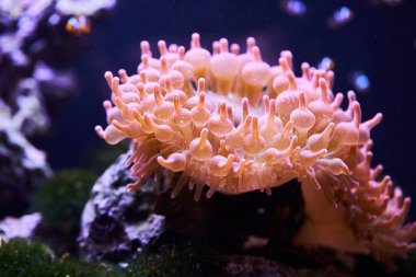 Yeşil kabarcık-ipucu anemon (Entacmaea quadricolor). Vahşi hayvan. 