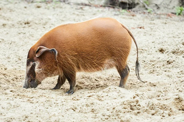 ブッシュ豚 ブッシュ豚 とも呼ばれる赤い川の豚 ポタモケロス — ストック写真