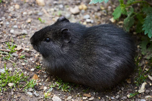 Primo Piano Della Cavia Selvatica Brasiliana Cavia Aperea Seduta Terra — Foto Stock