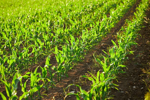 Landbouwgebied Met Groeiende Maïs Groene Maïsveld Groene Spruiten Van Suikermaïs Stockfoto