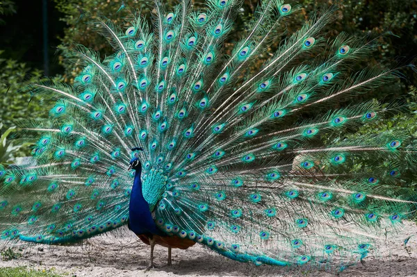 Peacock blue, peacock ordinary Pavo cristatus . Beautiful peacock showing its tail