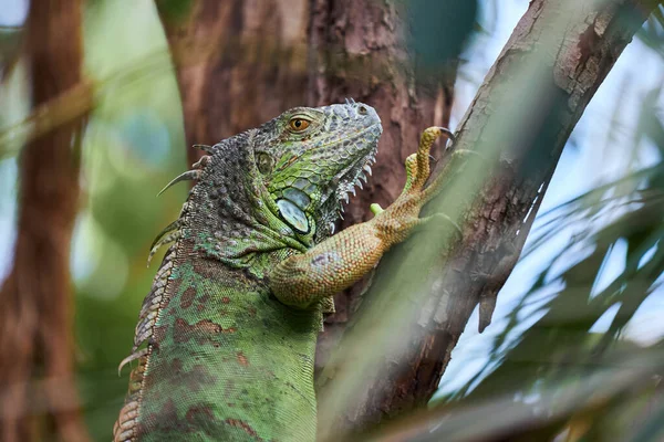 Zielona Iguana Jaszczurczy Gad Rodziny Iguana Siedzi Gałęzi Drzewa — Zdjęcie stockowe