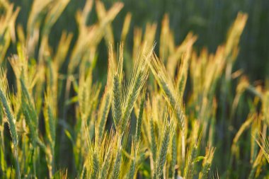 Arpa tarlası, ortak arpa, Hordeum vulgare güzel bir gün batımı ışığında