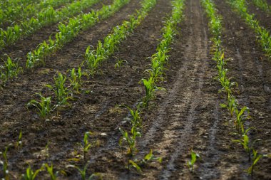 Mısır fidanları verimli topraklardaki tohumlardan yetişir. Yeşil yapraklı ekinlerin yetiştirilmesi, tatlı mısır. Böcek ilacı kullanmadan organik tarım.