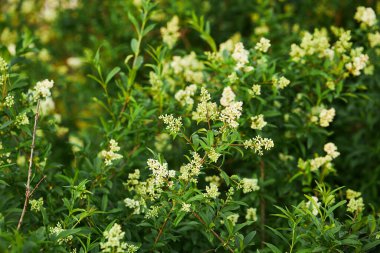 Ligustrum vulgare vahşi Avrupa özel beyaz çiçek bitkisi, kokulu çiçekler çalılıklarda çiçek açıyor.
