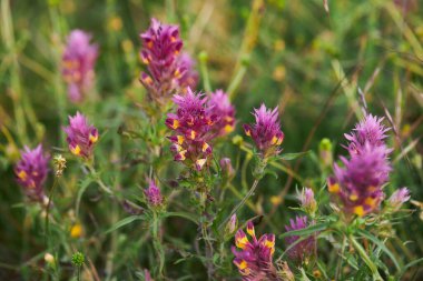 Çiçek açan pembe inek buğday bitkisi. Melampyrum arvense.