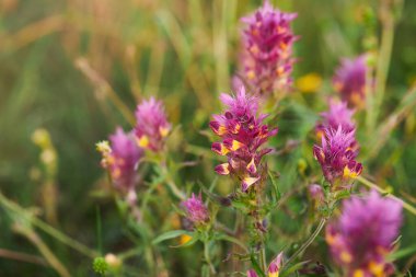 Çiçek açan pembe inek buğday bitkisi. Melampyrum arvense.