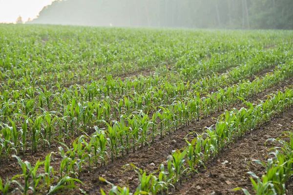 Corn Saplings Grown Seeds Fertile Soil Cultivation Green Leafy Crops — Stock Photo, Image