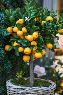 Citrus bitkisi Calamondin, Citrofortune microcarpa, madurensis ve olgun küçük portakal meyveleri tencerede..
