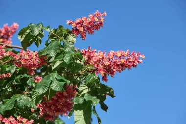 İlkbaharda Kırmızı At-kestane çiçekleri (Aesculus carnea, Hybrid Eesculus hippocastanum, Aesculus pavia)