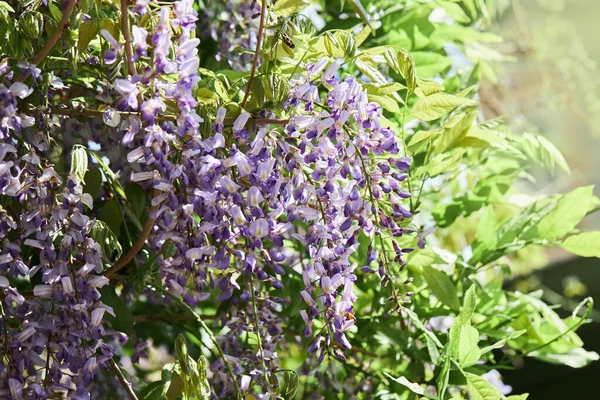 Fiori Viola Fioriti Glicine Sinensis Pioggia Blu Glicine Cinese Specie — Foto Stock