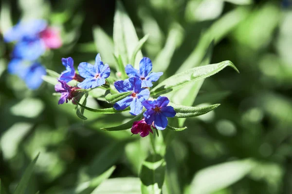 在一个阳光明媚的日子 在花园里 由蓝色的小石榴花组成的特写镜头也被称为紫色石榴花 — 图库照片