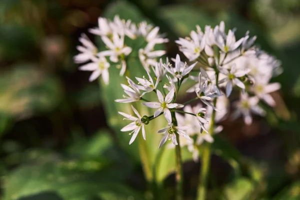 Mooie Witte Bloeiende Bloemen Van Ramson Wilde Knoflook Allium Ursinum — Stockfoto