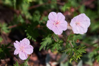 Geranium sanguineum Striatum güzel bir süs çiçeği bitkisidir. Yaygın isimler Kanlı Vinç gagası ya da Kanlı Sardunya