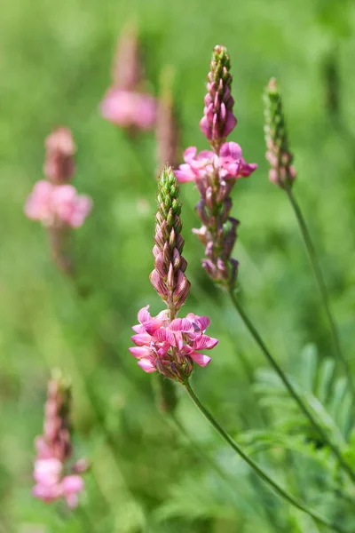 Sainfoin Onobrychis Viciifolia Crescendo Nas Pastagens Sainfoin Comum Fowering Verão — Fotografia de Stock