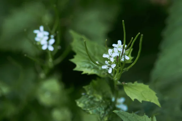 Kwitnąca Musztarda Czosnkowa Alliaria Petiolata Białymi Kwiatami Zielonymi Liśćmi Dzikiej — Zdjęcie stockowe