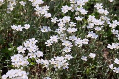 Baharın küçük beyaz çiçekleri - Paskalya çanı (Stellaria holostea). Echte Sternmiere yazın yeşil çimlerde çiçek açıyor.