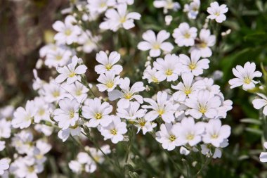 Baharın küçük beyaz çiçekleri - Paskalya çanı (Stellaria holostea). Echte Sternmiere yazın yeşil çimlerde çiçek açıyor.