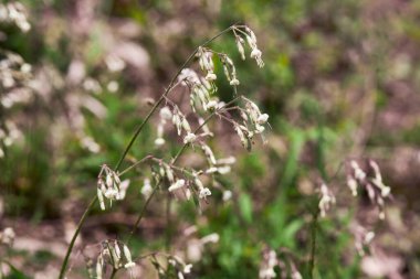 Nottingham Catchfly çiçeği (Silene nutans) baharda ormanda yetişir.
