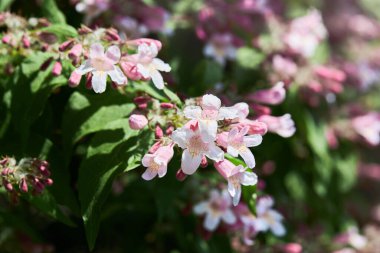 Yükselen süs bitkisi Linnaea amabilis (Kolkwitzia amabilis). Bu bitki, Caprifoliaceae familyasından bir bitki türü..
