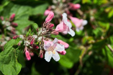 Yükselen süs bitkisi Linnaea amabilis (Kolkwitzia amabilis). Bu bitki, Caprifoliaceae familyasından bir bitki türü..