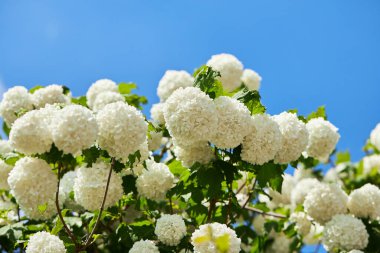 Güzel Viburnum Opulus ağacı (Roseum - Kartopu Viburum, Guelder Rose veya Viburnum opulus sterilis, Kartopu Bush, Avrupa Kartopu)
