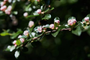 Baharda çiçek açan bir Bearberry Cotoneaster Radyasyonu. Latince adı - Cotoneaster dammeri Radican