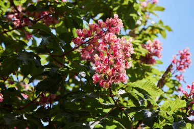 İlkbaharda Kırmızı At-kestane çiçekleri (Aesculus carnea, Hybrid Eesculus hippocastanum, Aesculus pavia)